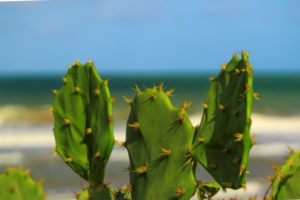 Praia e Cacto